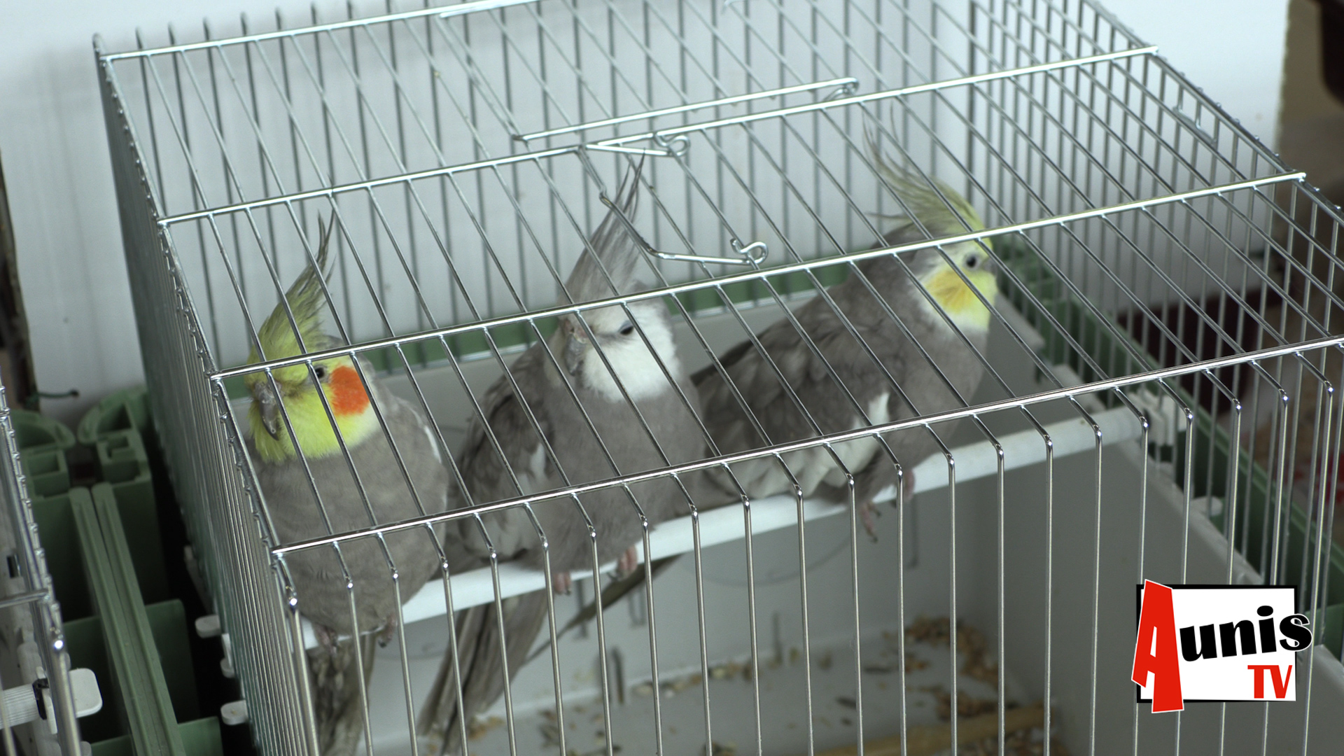club rcao club éleveurs oiseaux en Charente maritime